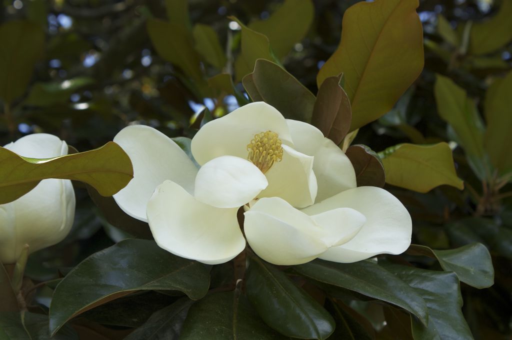 magnolia