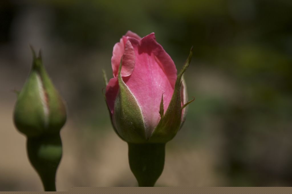 rose1