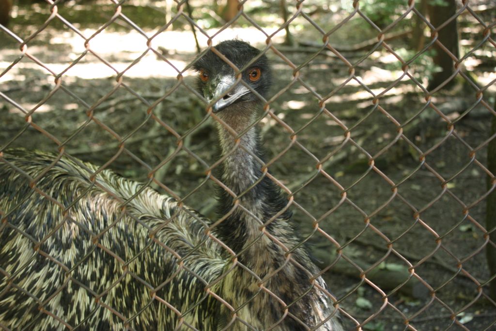 emu