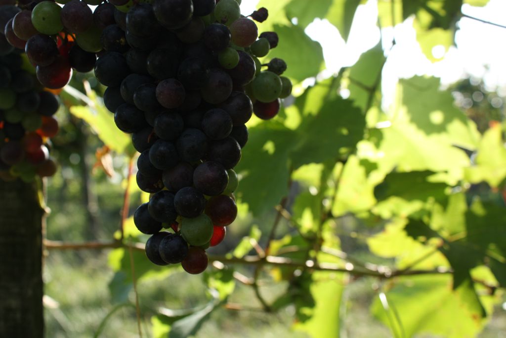 grapes