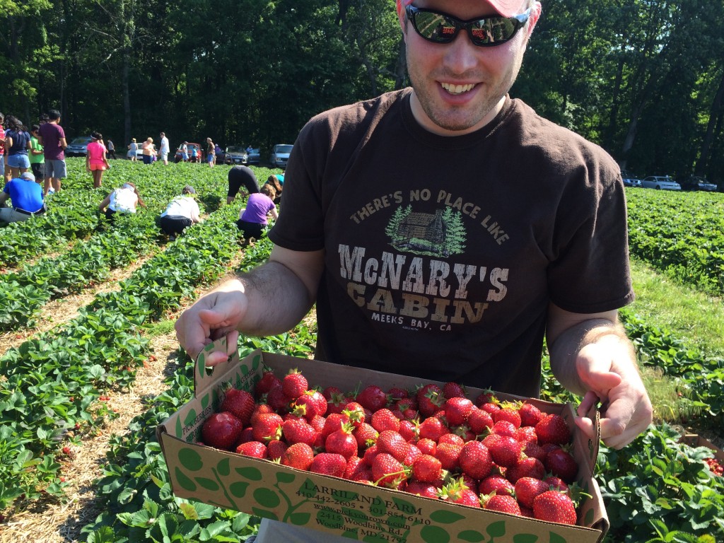 Strawberry picking